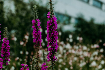 fleurs violettes dans un jardin urbain