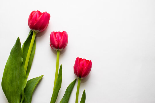3 tulipanes rosas en fondo blanco