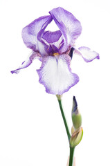 Beautiful fresh Purple and White Iris flower on green stem isolated on white background. Studio shot