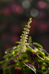 close up of a flower