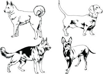 vector drawings sketches pedigree dogs in the racks drawn in ink by hand , objects with no background