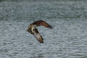 Western osprey on the hunt