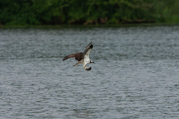 Western osprey on the hunt
