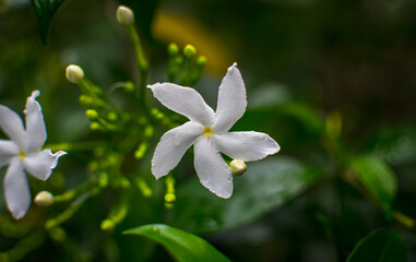 snowdrop flowers in the forest