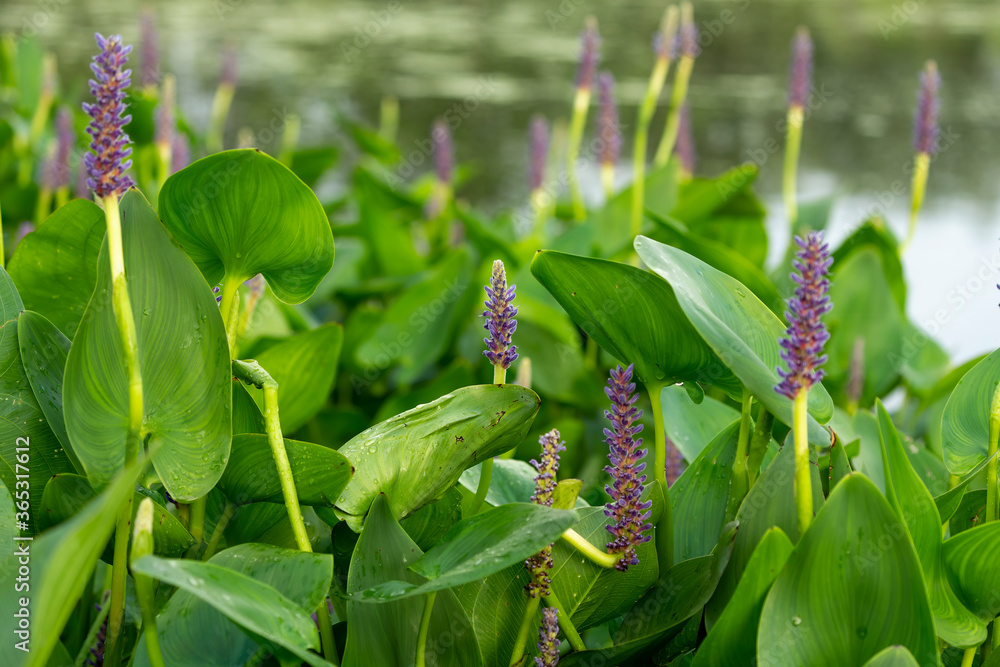 Canvas Prints Pickerel weed flower - Pontederia cordata in native American flower