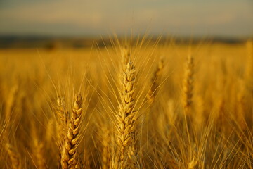 Large wheat field in the summer of 2020 
