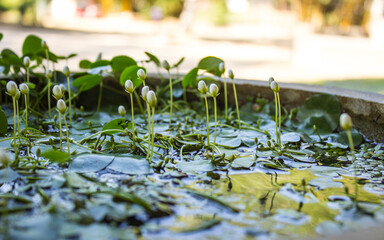 small white flowers in a stone bowl with water