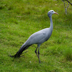 Fototapeta premium Blue Crane, the national bird of South Africa.