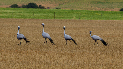 Obraz na płótnie Canvas Flock of Blue Crane in South Africa.