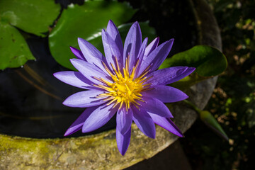 one blue lotus flower in a stone bowl with water