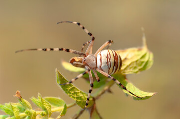 Beautiful spider feasting grasshopper on a spider web . Beautiful spider on a spider web 