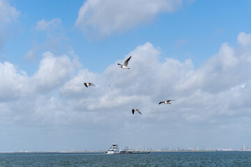 Fototapeta na wymiar Birds flying around at a local Texas beach.