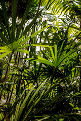 Obraz na płótnie Canvas green leaves of tropical thickets lit by the sun