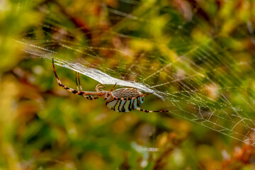Beautiful spider feasting grasshopper on a spider web . Beautiful spider on a spider web 
