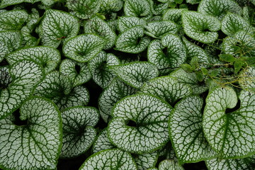 Green leaves with a pattern