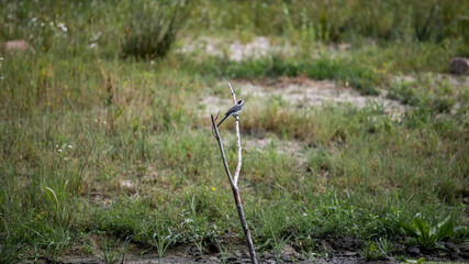 bird on a branch