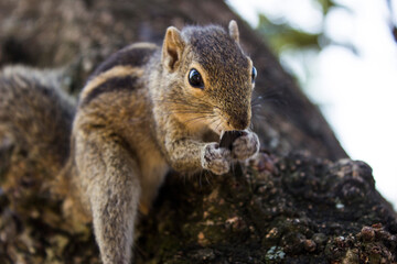 little cute palm squirrel sits on a tree branch