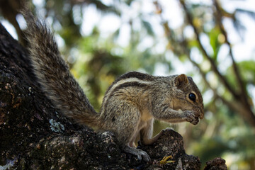 little cute palm squirrel sits on a tree branch