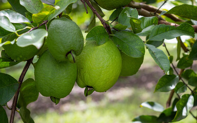 Yellow guava crop with many green and ripe fruits