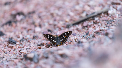 bright butterfly sitting on pebbles