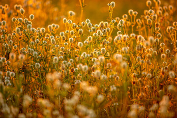 white clover flowers in the rays of the setting sun close up, the background is blurred