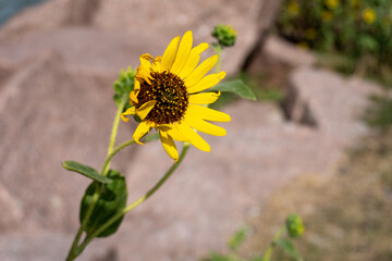 Wild yellow flower, found along a Texas dike.