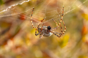 Beautiful spider feasting grasshopper on a spider web . Beautiful spider on a spider web 
