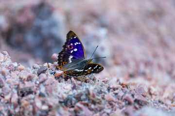 bright butterfly sitting on pebbles