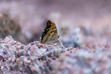 bright butterfly sitting on pebbles