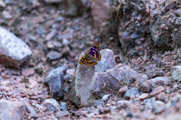 bright butterfly sitting on pebbles