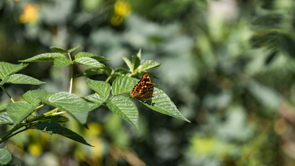 butterfly on a green leaf