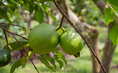 Yellow guava crop with many green and ripe fruits