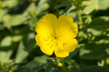 yellow flowers on a background of greenery