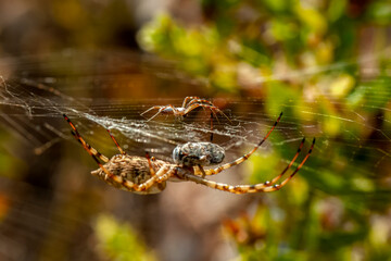 Beautiful spider feasting grasshopper on a spider web . Beautiful spider on a spider web 