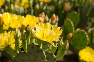 yellow flowers on a background of greenery