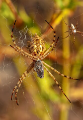 Beautiful spider feasting grasshopper on a spider web . Beautiful spider on a spider web 