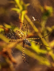 Beautiful spider feasting grasshopper on a spider web . Beautiful spider on a spider web 