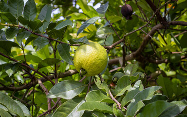 Yellow guava crop with many green and ripe fruits