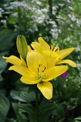 Obraz premium Yellow lily flowers in the garden