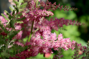 Obraz premium Astilba flower in the garden 