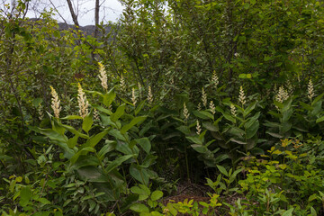 Obraz premium False Solomon's-seal bush