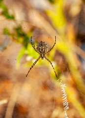 Beautiful spider feasting grasshopper on a spider web . Beautiful spider on a spider web 