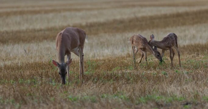White tailed deer with two fawns grazing in field
