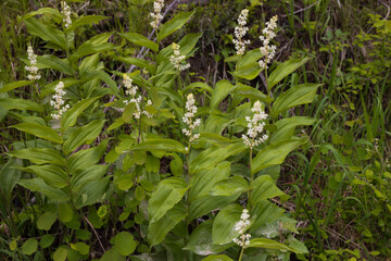 False Solomon's-seal  