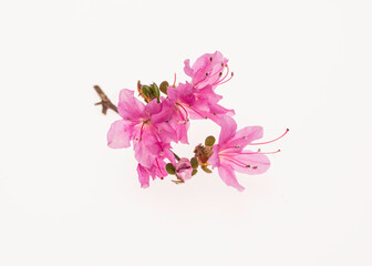 Fototapeta na wymiar pink flower on white background