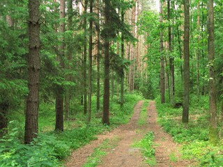 Fototapety  Forest road, Białowieża National Park, Poland