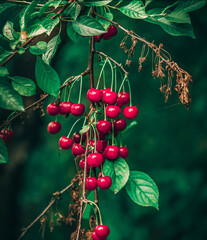 spring fruits on branch, red cherries on a background of green leaves