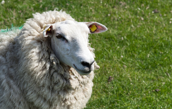 Das Schaf ungeschoren im Sommer