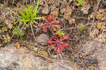 Drosera natalensis close to Sabie, Mpumalanga, South Africa