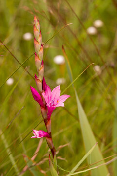 pink flowered Watsonia close to Sabie, Mpumalanga, South Africa